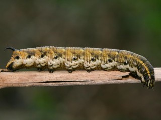 Sphinx du liseron